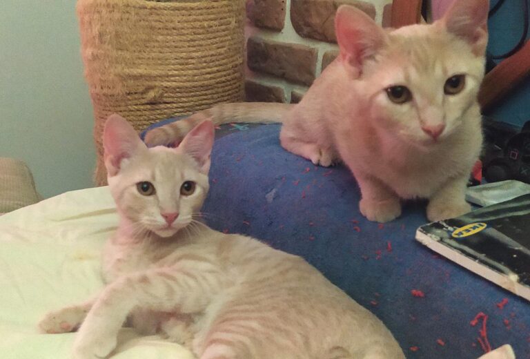 multimedia-foto78155-622-1