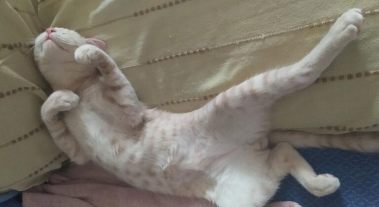 multimedia-foto78156-623-1