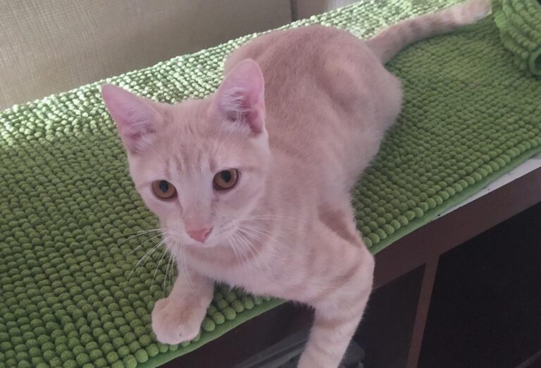 multimedia-foto78157-623-1