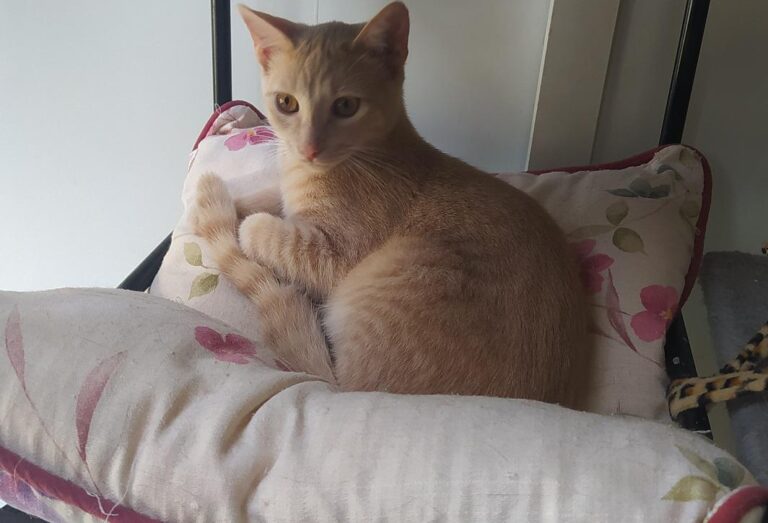 multimedia-foto78158-623-1