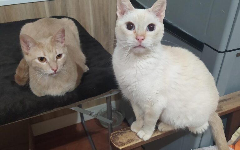 multimedia-foto78160-623-1