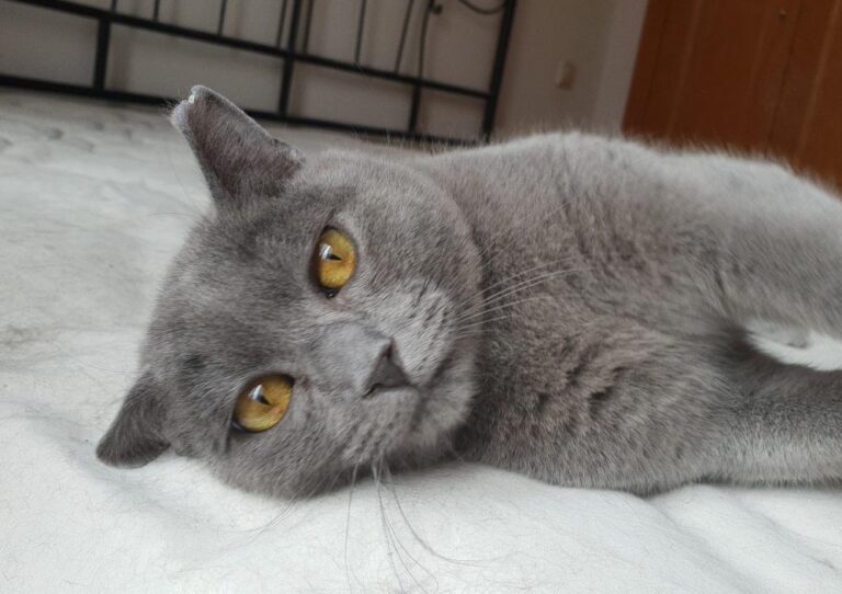 multimedia-foto78179-128-1