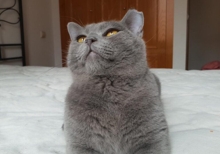 multimedia-foto78181-129-1