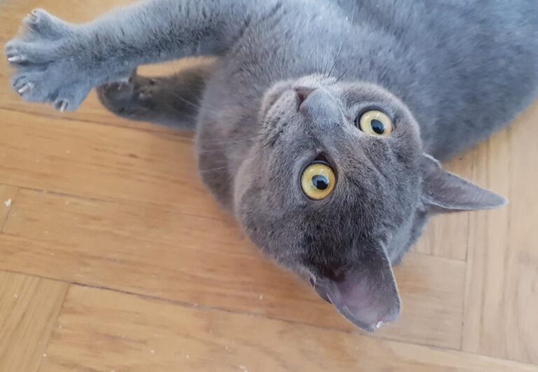 multimedia-foto78183-129-1