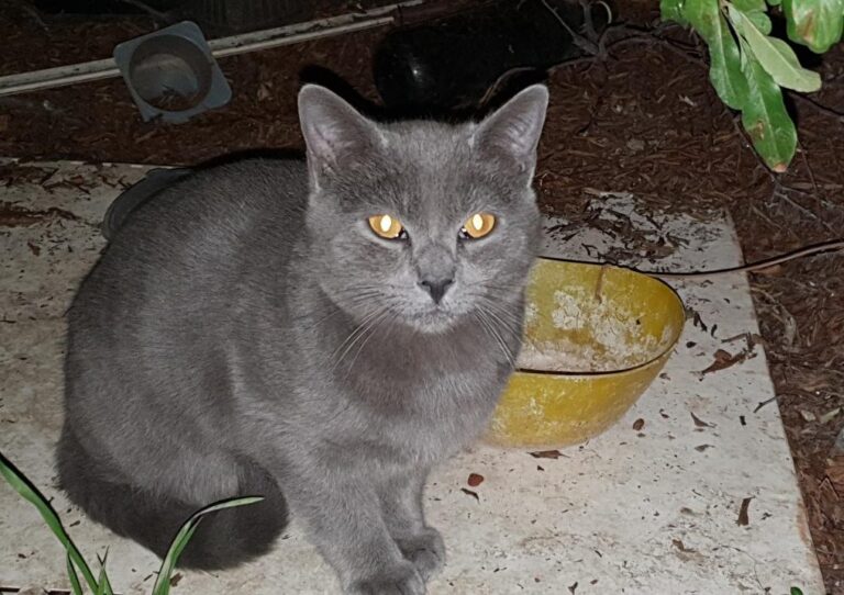 multimedia-foto78184-129-1