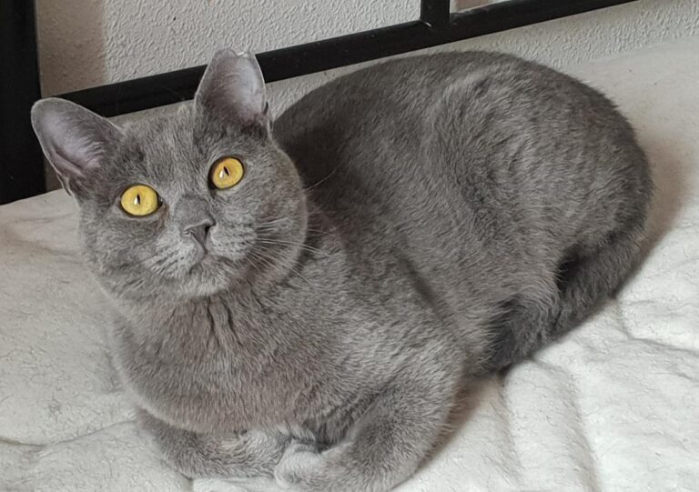 multimedia-foto78185-129-1