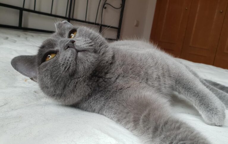 multimedia-foto78186-130-1