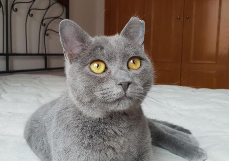 multimedia-foto78187-130-1