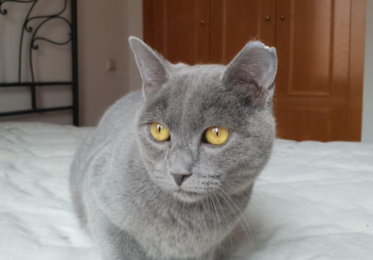 multimedia-foto78188-130-1