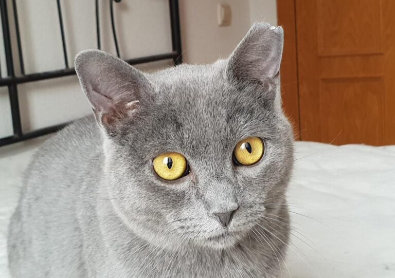 multimedia-foto78190-130-1