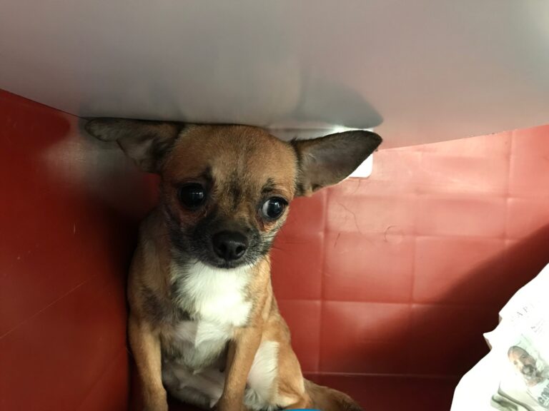 multimedia-foto78196-378-1