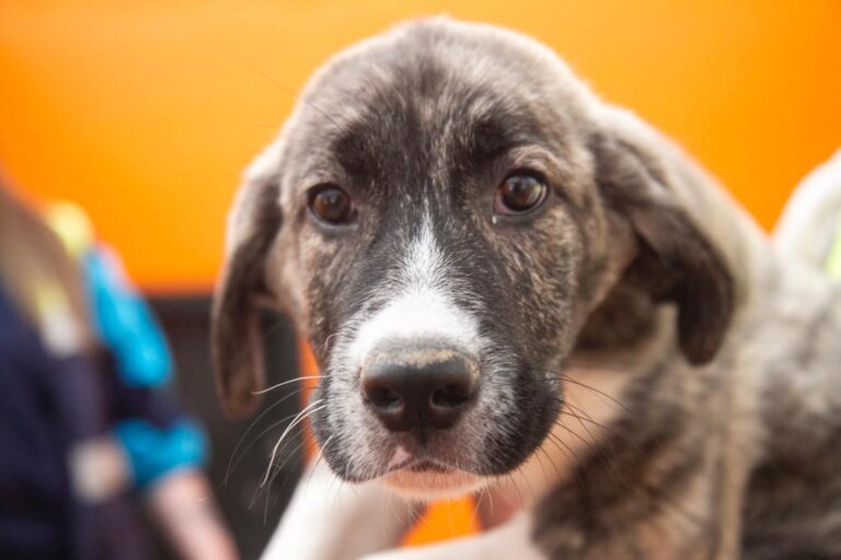 multimedia-foto78211-754-1