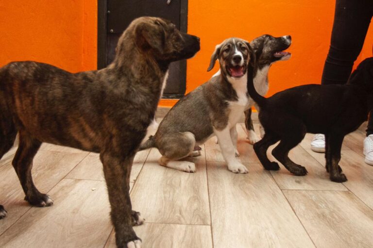 multimedia-foto78212-754-1