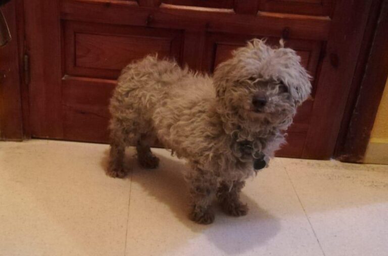 multimedia-foto78238-911-1