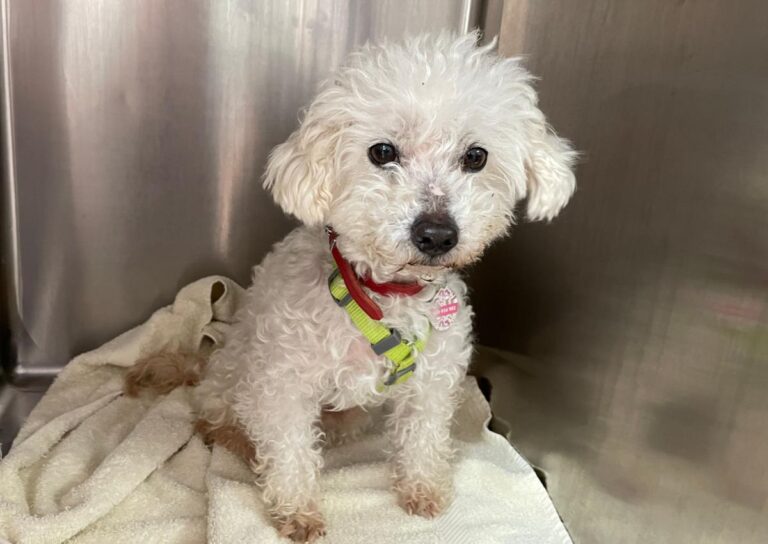 multimedia-foto78240-911-1