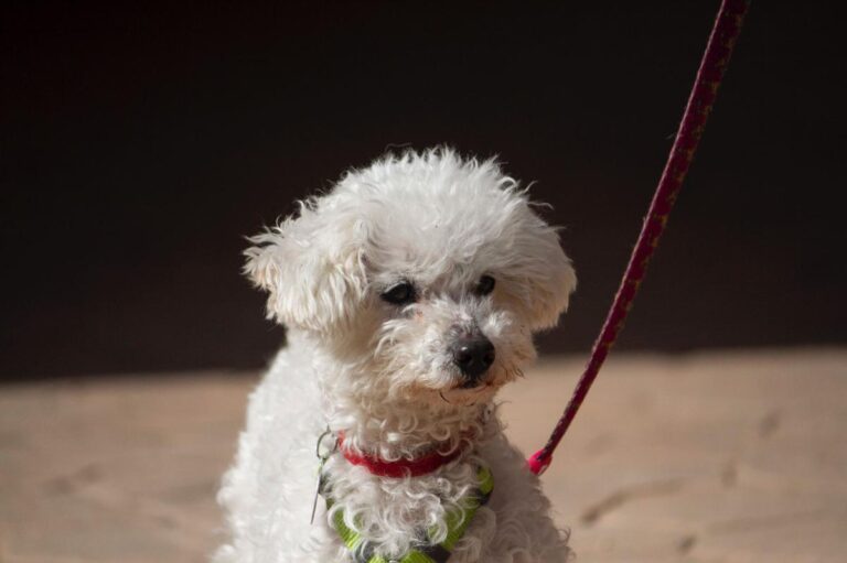 multimedia-foto78241-911-1