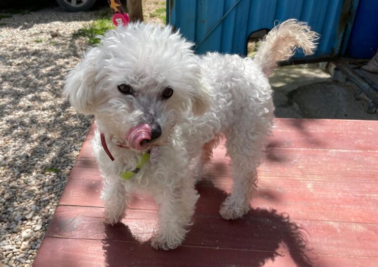 multimedia-foto78242-911-1