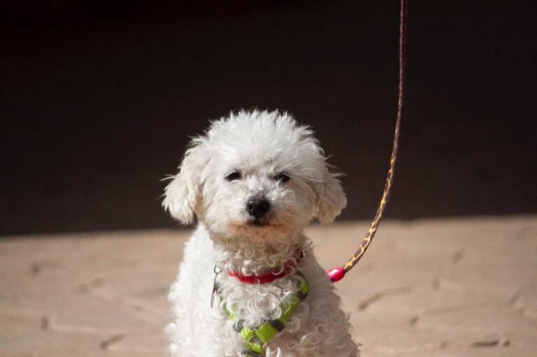 multimedia-foto78246-912-1