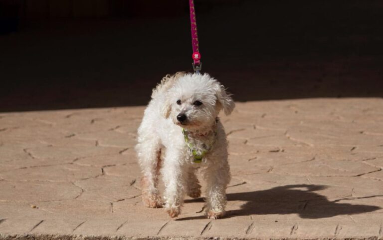 multimedia-foto78247-912-1