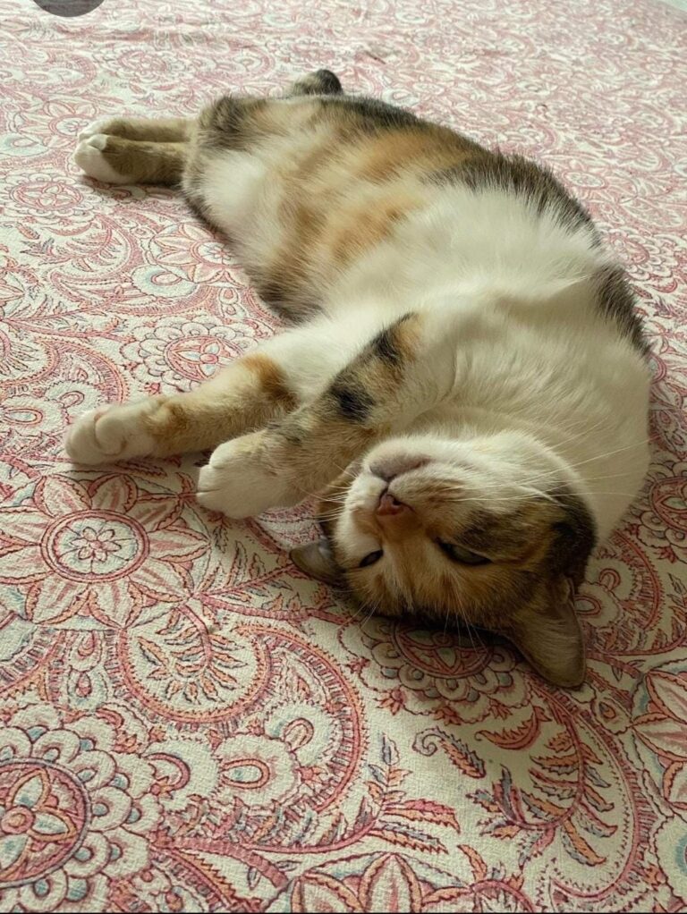 multimedia-foto78249-690-1