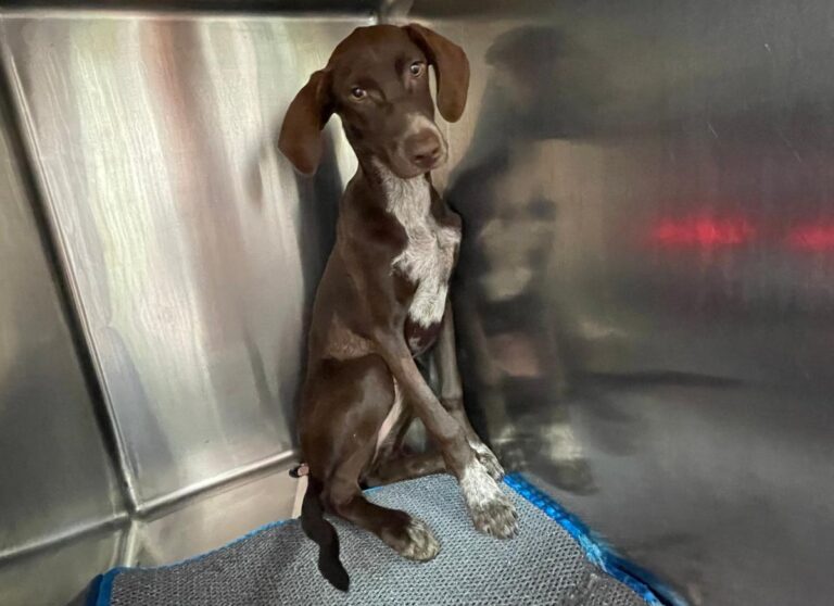 multimedia-foto78254-908-1