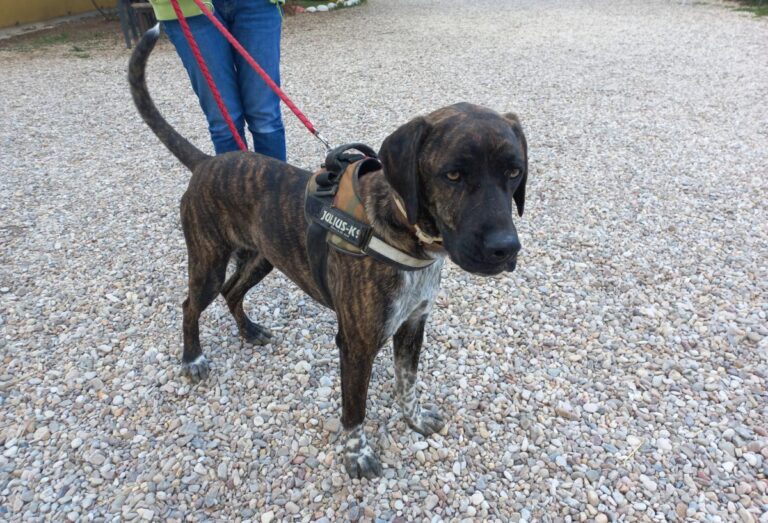 multimedia-foto78280-609-1