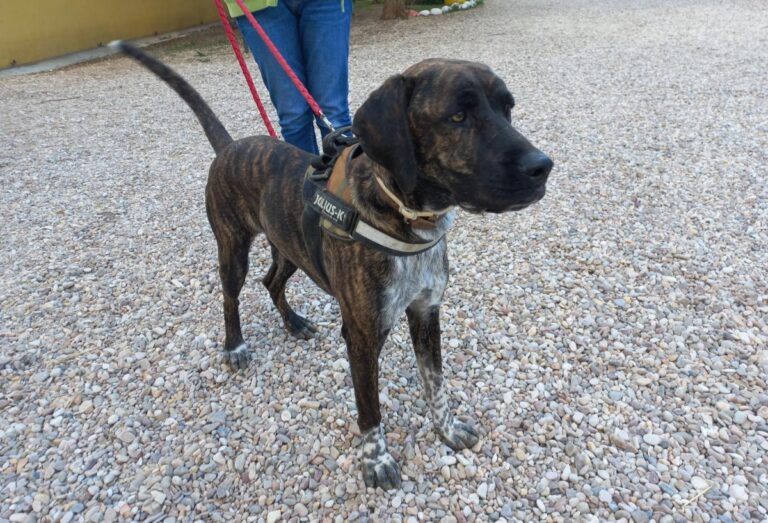 multimedia-foto78281-609-1