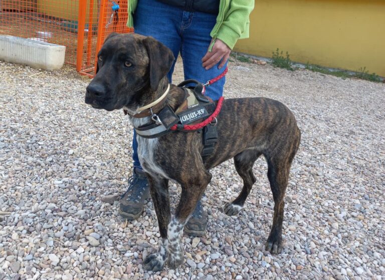 multimedia-foto78282-610-1