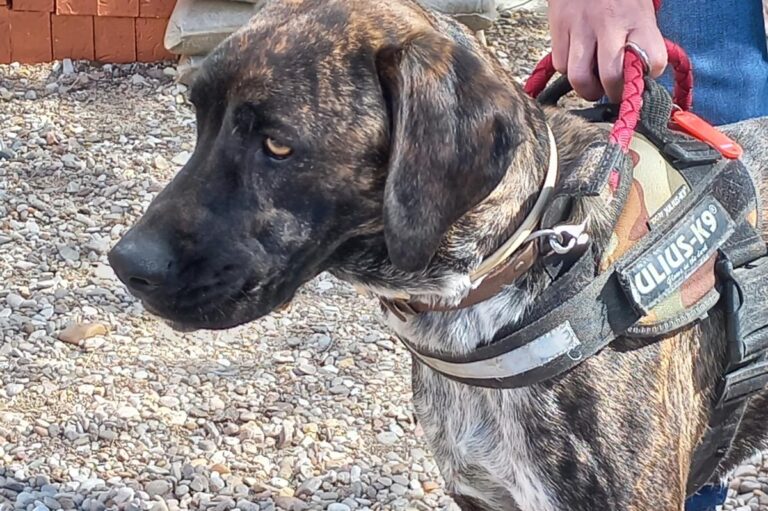 multimedia-foto78284-610-1