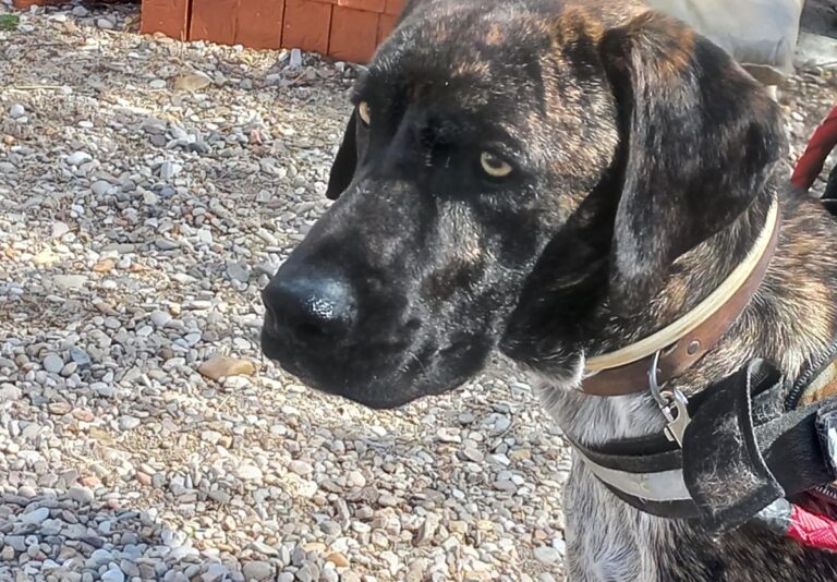 multimedia-foto78285-610-1