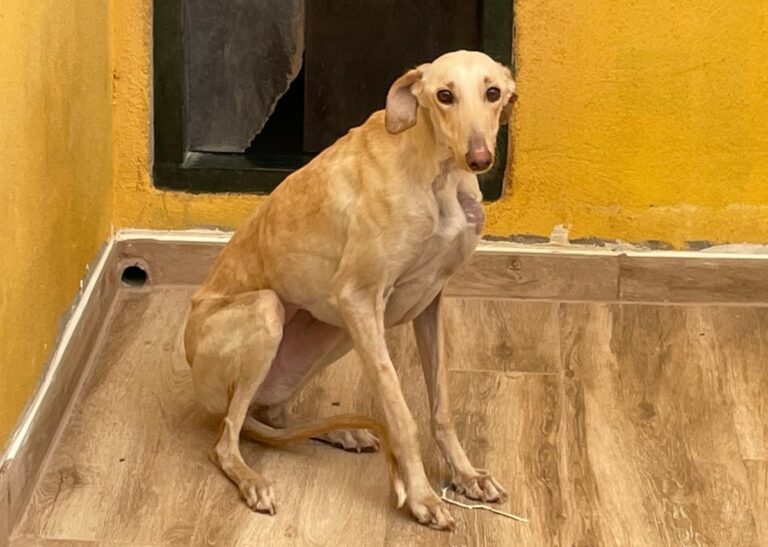 multimedia-foto78291-430-1