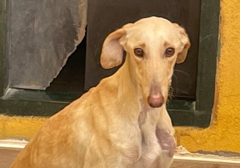 multimedia-foto78292-430-1