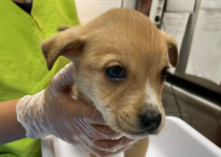 multimedia-foto78302-970-1