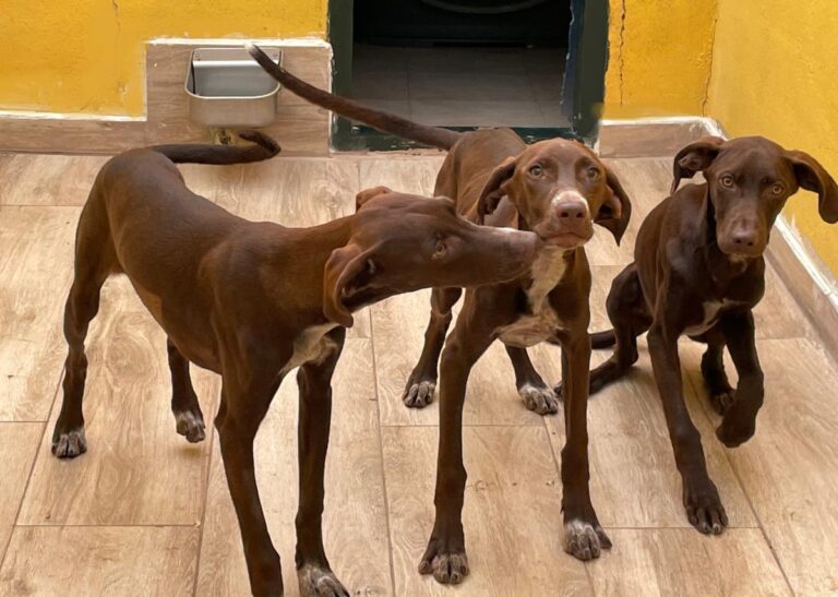 multimedia-foto78354-773-1