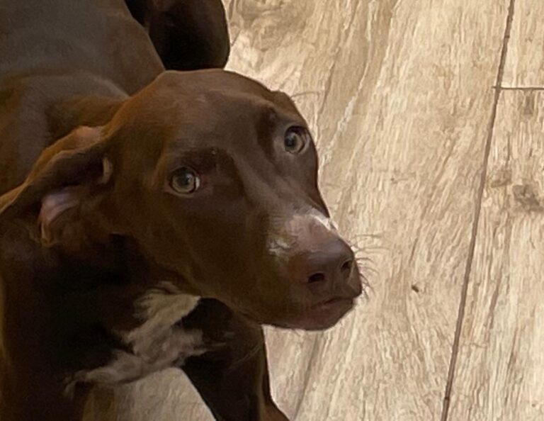 multimedia-foto78358-773-1