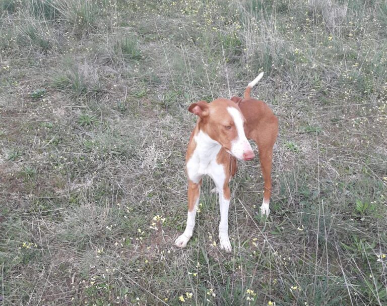 multimedia-foto78387-297-1