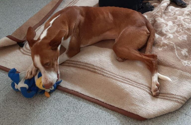 multimedia-foto78390-298-1