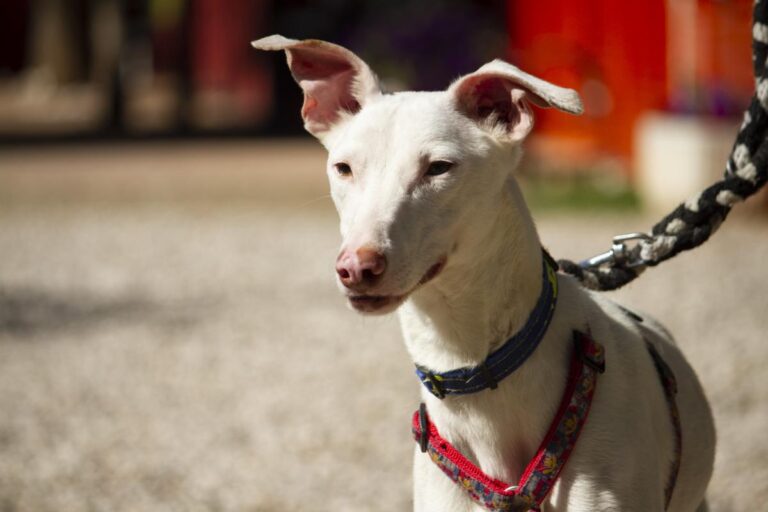 multimedia-foto78404-856-1