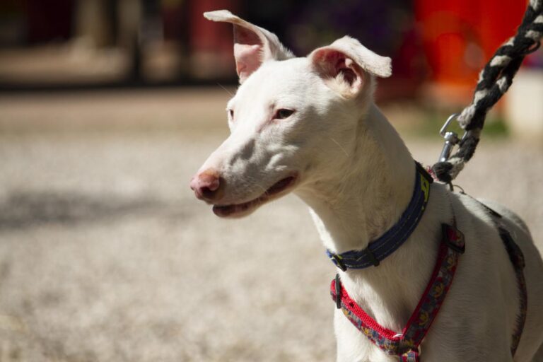 multimedia-foto78405-857-1