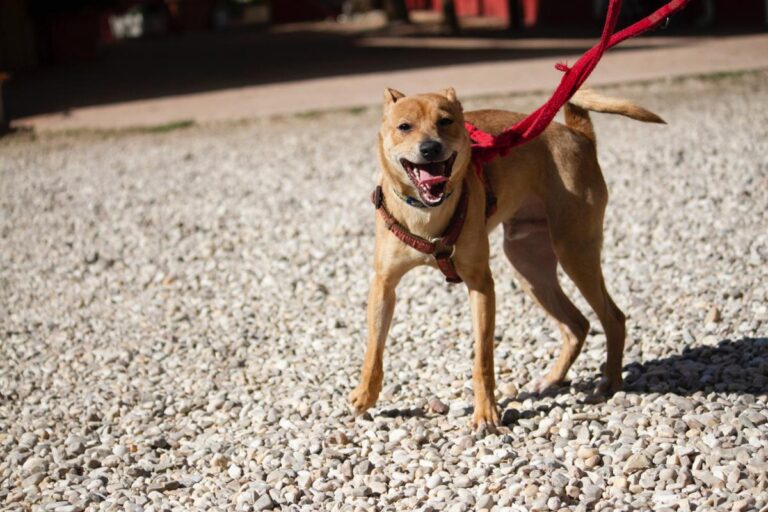 multimedia-foto78407-964-1