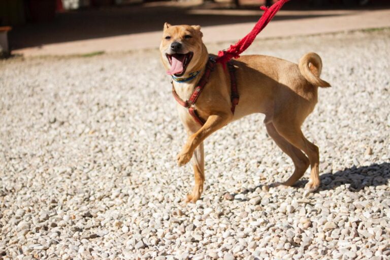 multimedia-foto78408-964-1