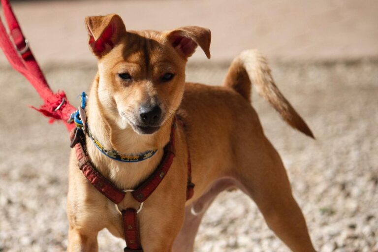 multimedia-foto78410-964-1