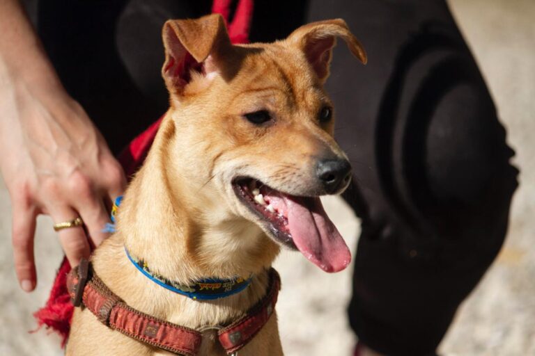 multimedia-foto78411-964-1