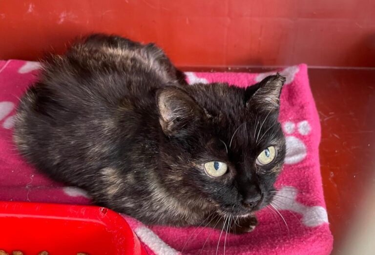 multimedia-foto78443-463-1