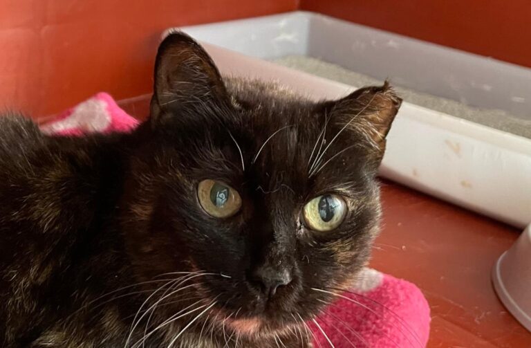 multimedia-foto78444-464-1