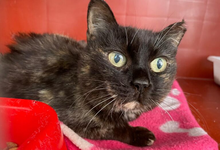 multimedia-foto78445-464-1