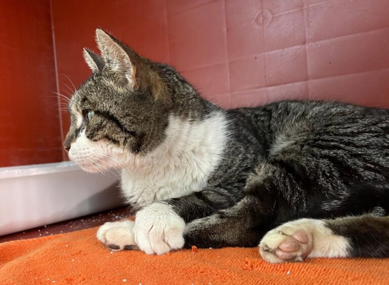 multimedia-foto78509-866-1