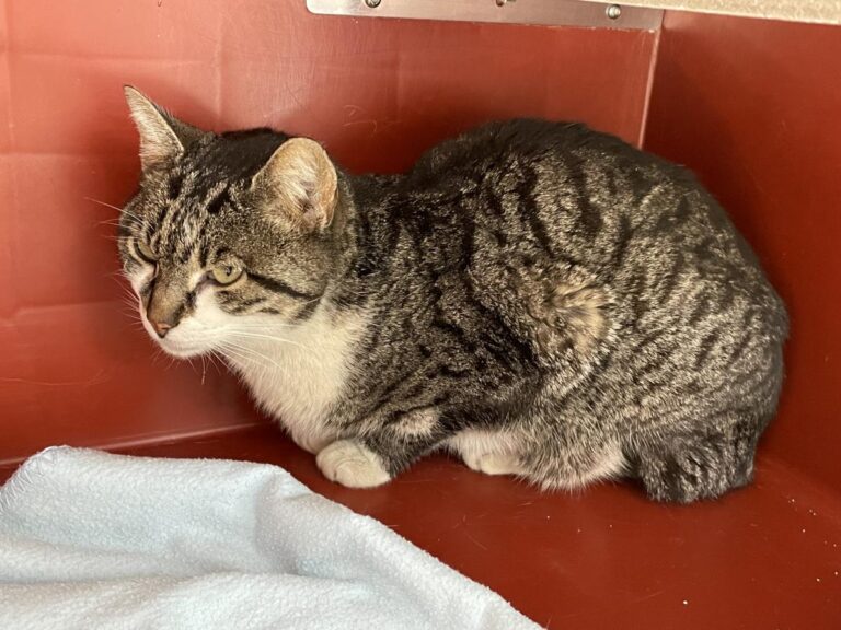 multimedia-foto78510-866-1