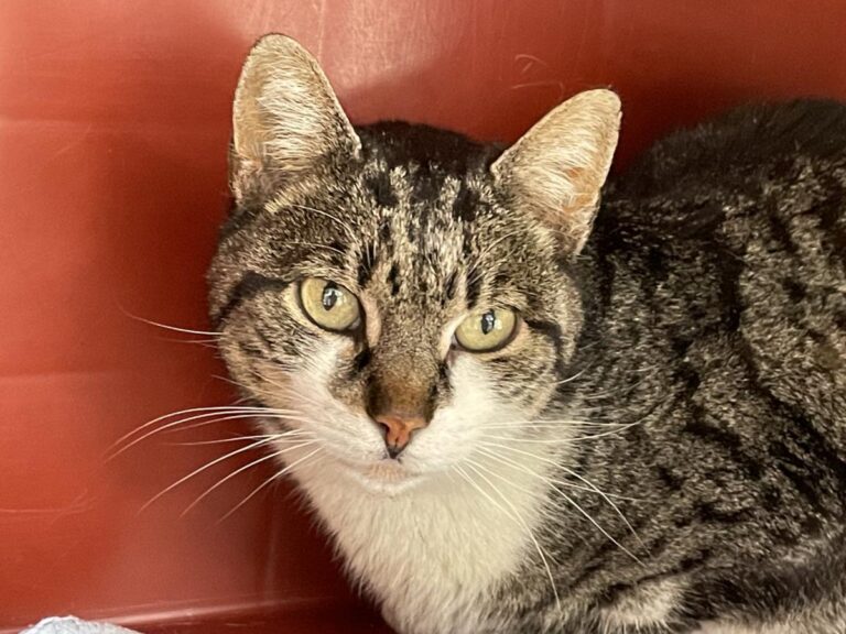 multimedia-foto78511-866-1