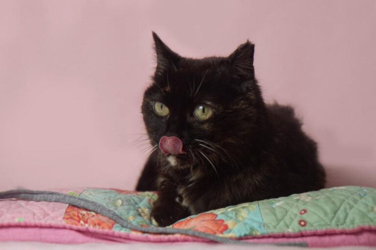 multimedia-foto78553-751-1